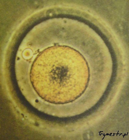Komórka jajowa